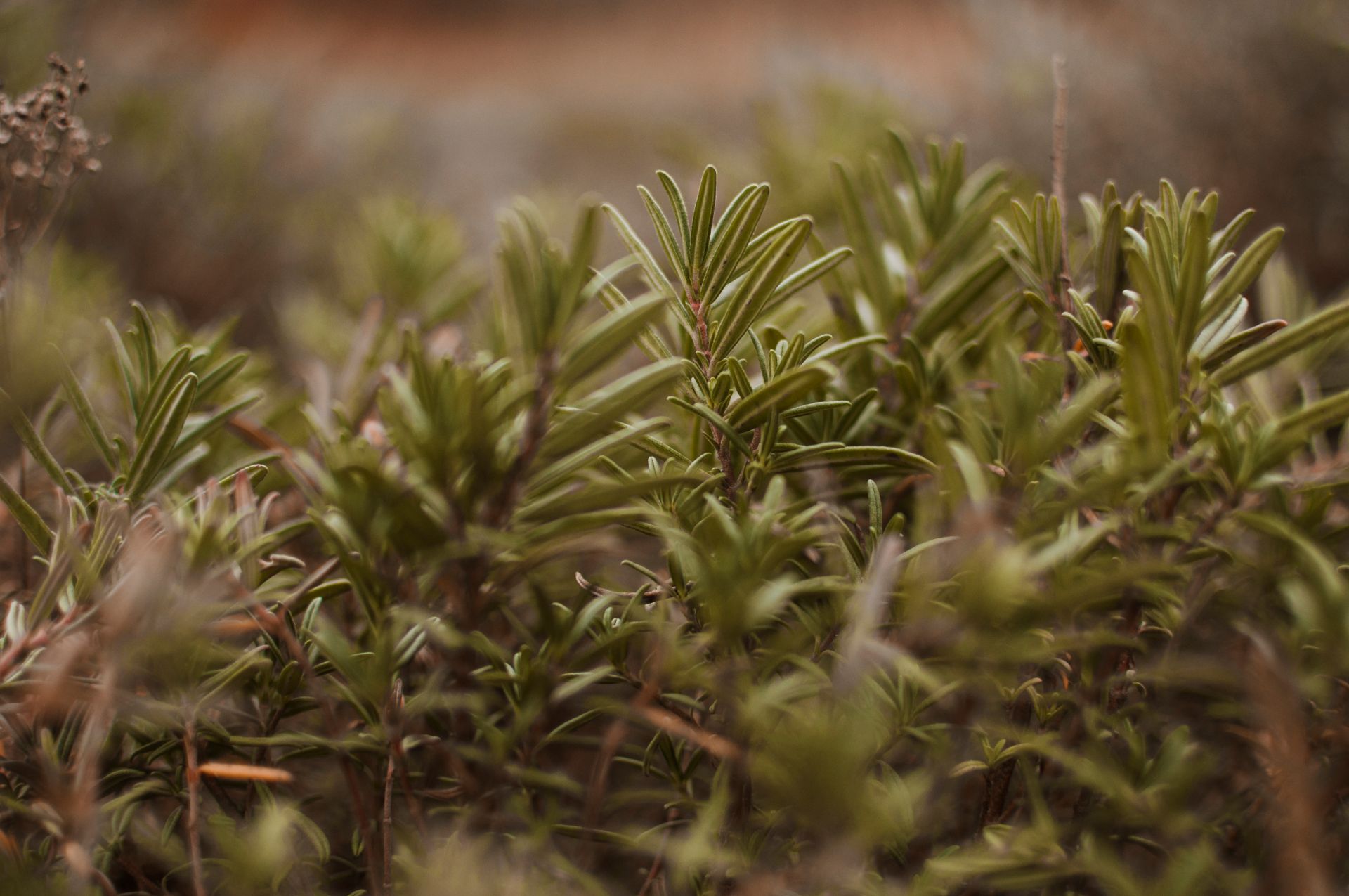 The Benefits of Rosemary for Hair: A Natural Boost for Scalp & Growth
