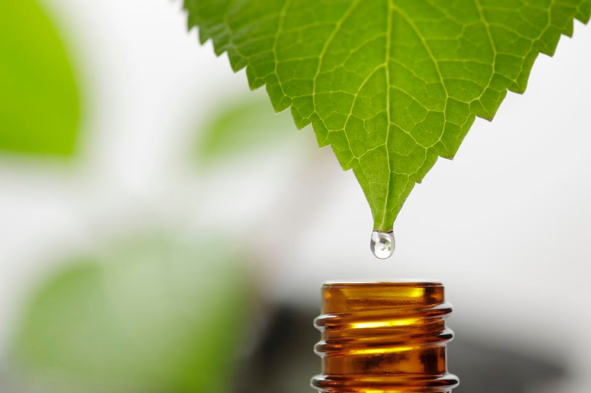 The Power of Green Tea for Hair: A Natural Remedy for Stronger Strands