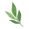 GREEN-TEA-EXTRACT