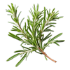 ROSEMARY-EXTRACT